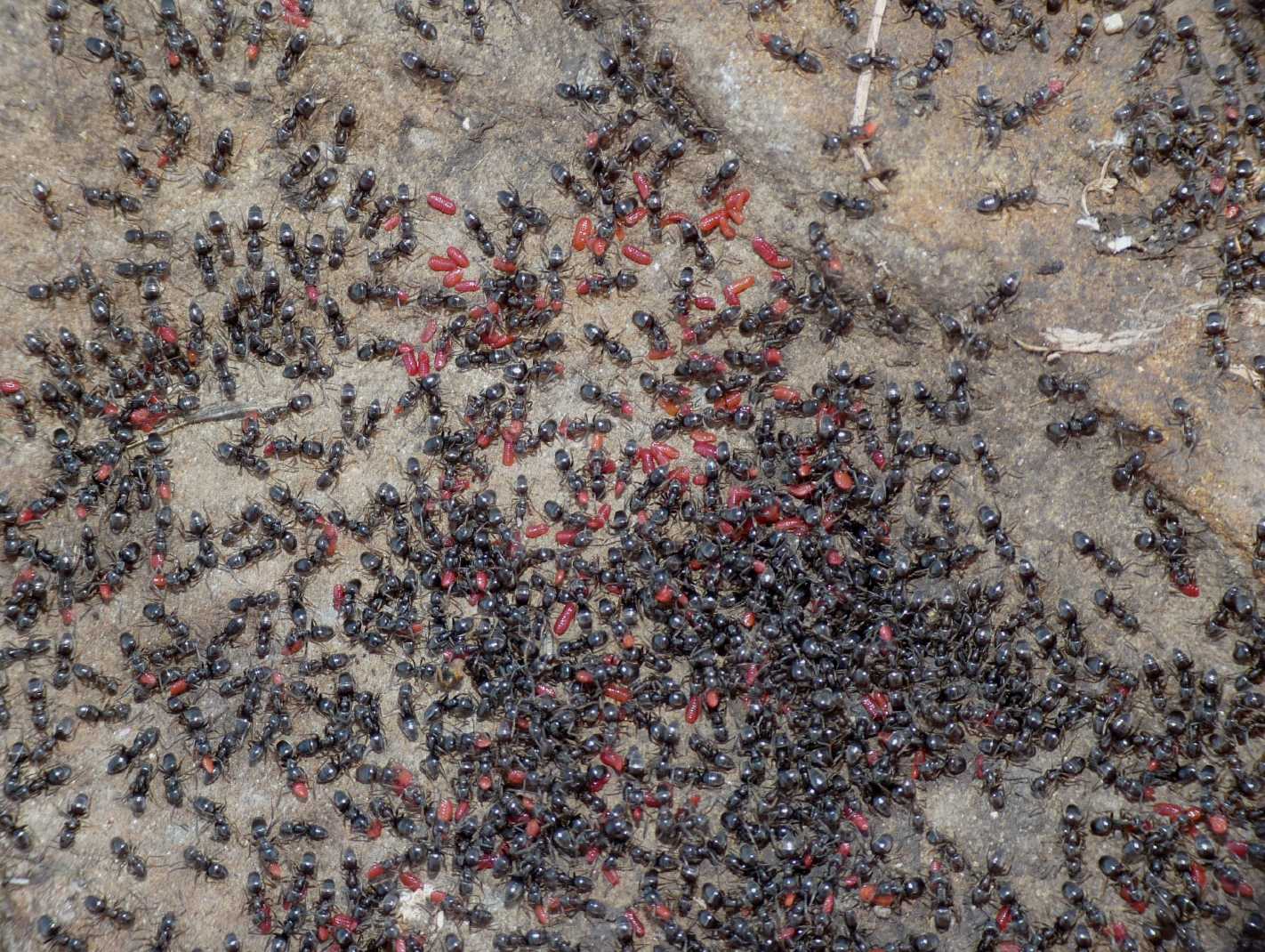 Tapinoma sp. (Formicidae) con ospiti (Coccidi)